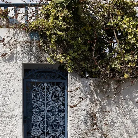 Acor Azul * Povoacao (Sao Miguel)